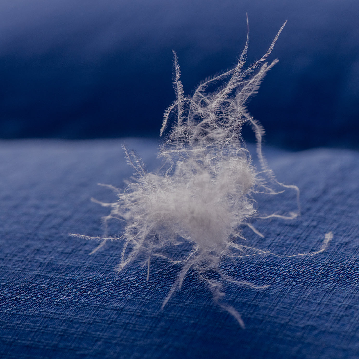 El 100% de nuestro plumón es de origen responsable.